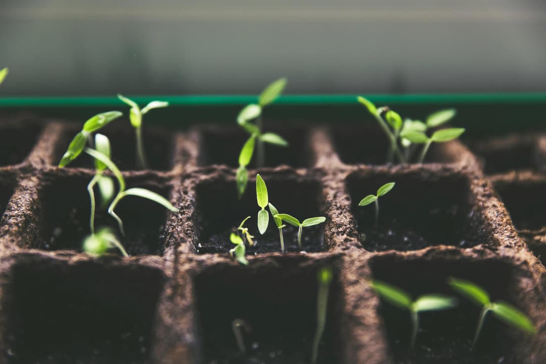 Growing seeds